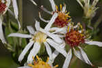 Pine barren whitetop aster